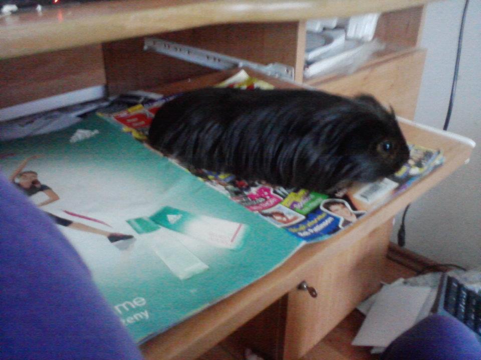 321123_265738716807762_100001149072723_737779_492285263_n